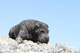 SHAR-PEI 591